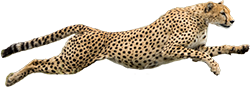 cheetah